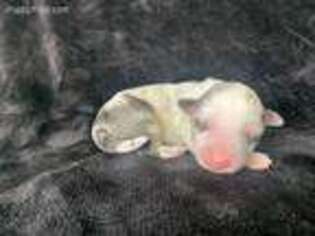 Miniature Australian Shepherd Puppy for sale in Middleton, MI, USA