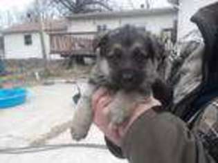 German Shepherd Dog Puppy for sale in Hallsville, MO, USA