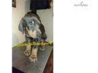 Doberman Pinscher Puppy for sale in Columbus, GA, USA