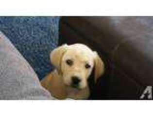 Labrador Retriever Puppy for sale in BELL BUCKLE, TN, USA