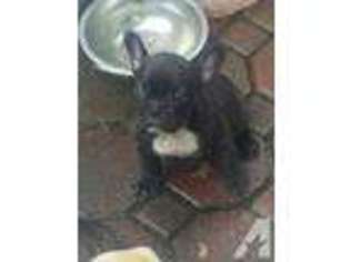 French Bulldog Puppy for sale in MEDFORD, NY, USA
