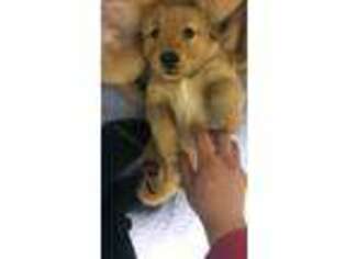 Golden Retriever Puppy for sale in Woodbridge, VA, USA
