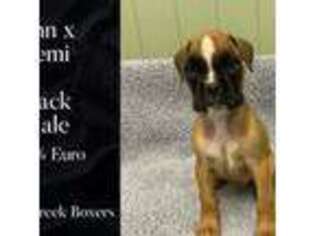 Boxer Puppy for sale in Fayetteville, TN, USA