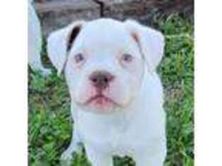 American Bulldog Puppy for sale in Whitesville, KY, USA