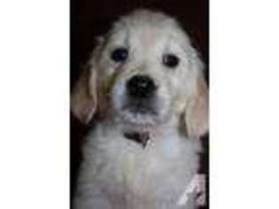 Golden Retriever Puppy for sale in SAN LUIS OBISPO, CA, USA