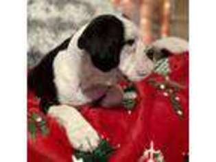 Olde English Bulldogge Puppy for sale in Cassatt, SC, USA