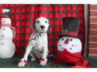 Dalmatian Puppy for sale in BENSON, NC, USA