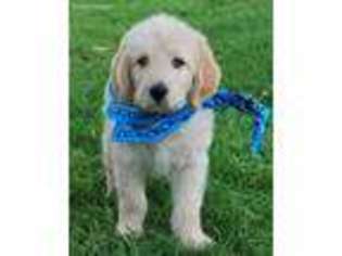 Labradoodle Puppy for sale in San Diego, CA, USA