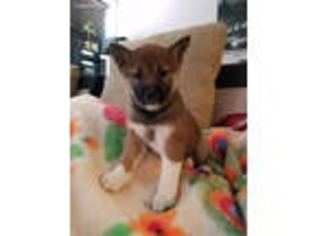Shiba Inu Puppy for sale in Oxnard, CA, USA