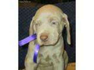 Weimaraner Puppy for sale in Gresham, OR, USA