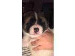 Akita Puppy for sale in Harrisonville, MO, USA