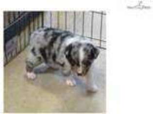 Australian Shepherd Puppy for sale in Tulsa, OK, USA