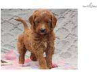 Goldendoodle Puppy for sale in Lexington, KY, USA