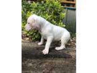Dogo Argentino Puppy for sale in Buckner, AR, USA