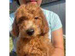 Goldendoodle Puppy for sale in West Hartford, CT, USA