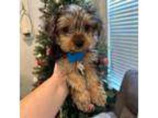 Yorkshire Terrier Puppy for sale in Dumfries, VA, USA