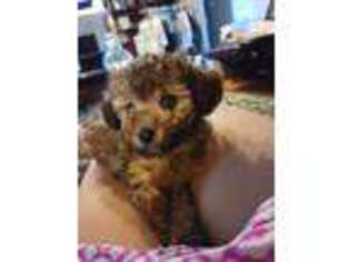 Mutt Puppy for sale in Fayetteville, NC, USA