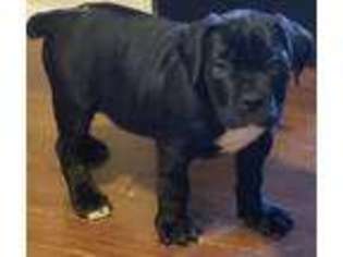 Mastiff Puppy for sale in Maple Heights, OH, USA