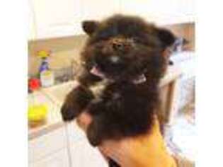 Pomeranian Puppy for sale in Hoffman Estates, IL, USA