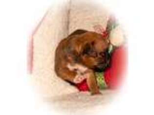 Boxer Puppy for sale in Deltona, FL, USA