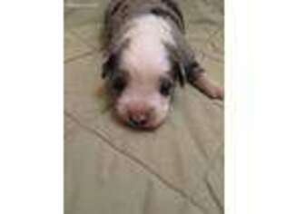 Miniature Australian Shepherd Puppy for sale in Monteagle, TN, USA