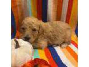 Labradoodle Puppy for sale in Monroe, GA, USA