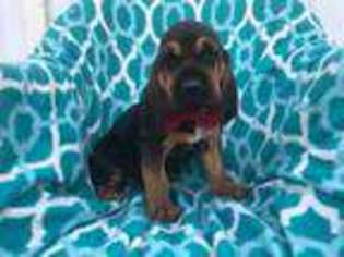 Bloodhound Puppy for sale in Narvon, PA, USA
