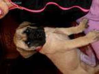 Medium Photo #1 Mastiff Puppy For Sale in Montgomery, IN, USA
