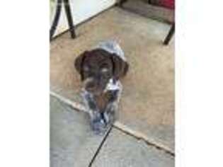 German Shorthaired Pointer Puppy for sale in Leesburg, GA, USA