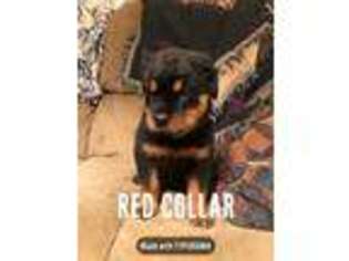 Rottweiler Puppy for sale in Grove City, PA, USA
