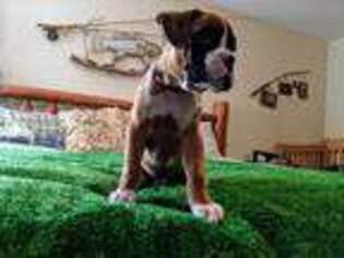 Boxer Puppy for sale in New Port Richey, FL, USA