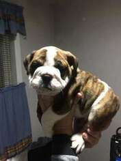 Bulldog Puppy for sale in Uncasville, CT, USA