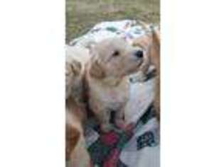Golden Retriever Puppy for sale in Mifflintown, PA, USA