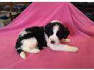 Saint Berdoodle Puppy for sale in Neshkoro, WI, USA