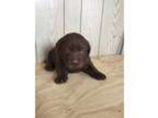 Labrador Retriever Puppy for sale in Millersburg, IN, USA