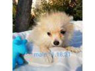Pomeranian Puppy for sale in Lexington, SC, USA