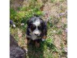 Bernese Mountain Dog Puppy for sale in Peyton, CO, USA