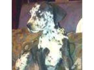 Great Dane Puppy for sale in RAMONA, CA, USA