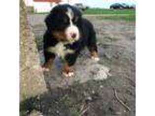 Bernese Mountain Dog Puppy for sale in Lagrange, IN, USA