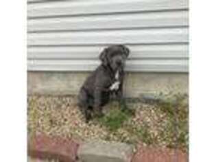 Cane Corso Puppy for sale in Norman, IN, USA