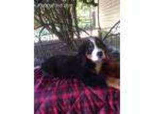 Bernese Mountain Dog Puppy for sale in Aiken, SC, USA