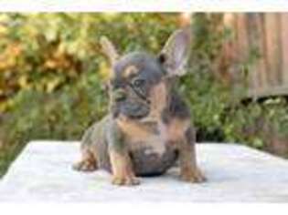 French Bulldog Puppy for sale in Oak City, NC, USA