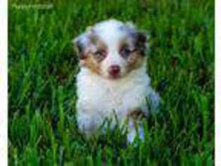 Australian Shepherd Puppy for sale in Ocala, FL, USA