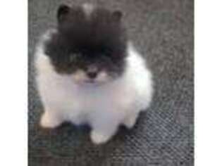 Pomeranian Puppy for sale in Freehold, NJ, USA