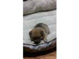 Shiba Inu Puppy for sale in Huntington Station, NY, USA