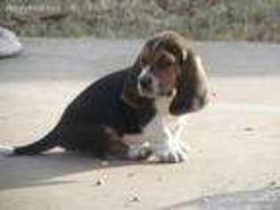 Basset Hound Puppy for sale in Barnsdall, OK, USA