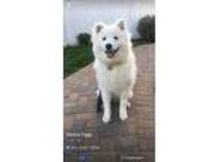 Samoyed Puppy for sale in Selden, NY, USA