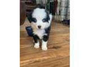 Miniature Australian Shepherd Puppy for sale in Greensboro, NC, USA