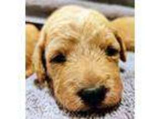 Labradoodle Puppy for sale in San Diego, CA, USA