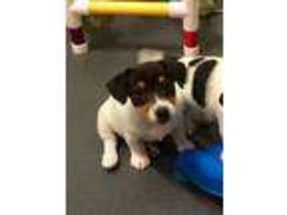 Jack Russell Terrier Puppy for sale in Blossom, TX, USA